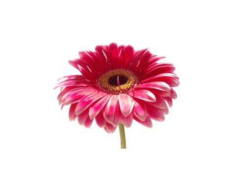 pink gerbera flower