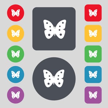 Butterfly sign icon. insect symbol. Set colourful buttons. illustration