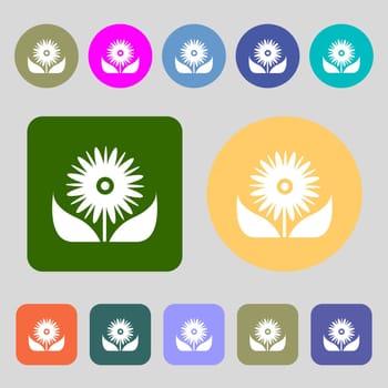 Bouquet of flowers with petals icon sign.12 colored buttons. Flat design. illustration