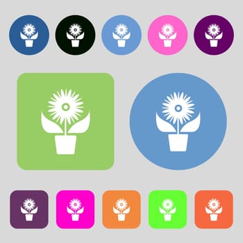 Flowers in pot icon sign.12 colored buttons. Flat design. illustration