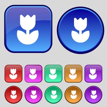 Flower, rose icon sign. A set of twelve vintage buttons for your design. illustration