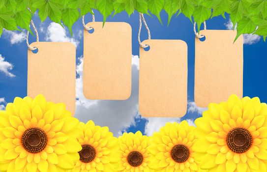 sunflower isolated on white background, clipping path.