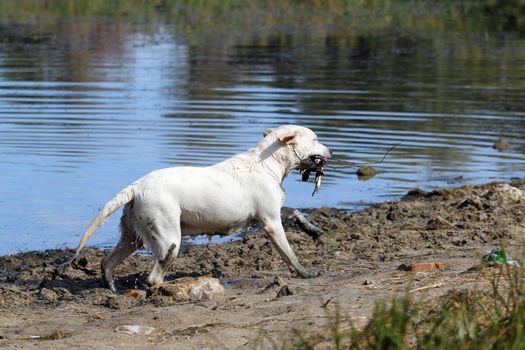 a young yellow Labrador retriever retrieving a duck in the pond