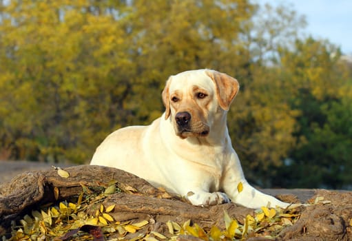 the cute nice yellow labrador in the park in autumn