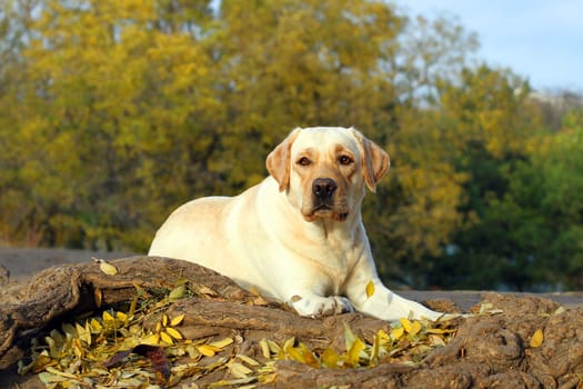 a cute nice yellow labrador in the park in autumn