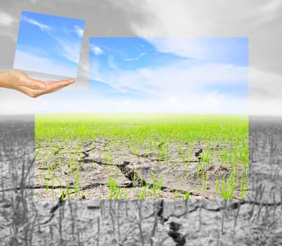 hand hold a part of jigsaw Agriculture paddy field with cloud and blue sky. eco friendly concept