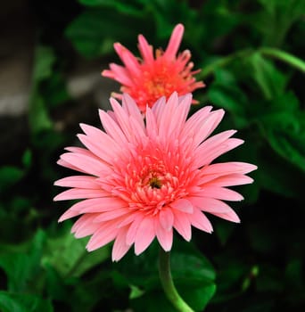 pink gerbera in garden