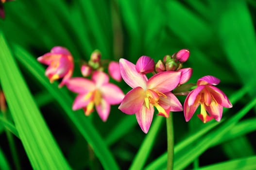 Spathoglottis Plicata pink orchids in the garden. It is also known as Ground orchid.