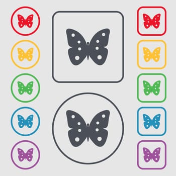 Butterfly sign icon. insect symbol. Symbols on the Round and square buttons with frame. illustration