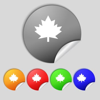 Maple leaf icon. Set colourful buttons. illustration