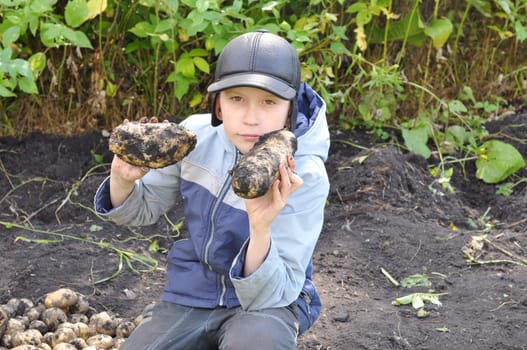The teenage boy holds large tubers of potatoes which are dug out in a kitchen garden.