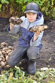The teenage boy holds large tubers of potatoes which are dug out in a kitchen garden.