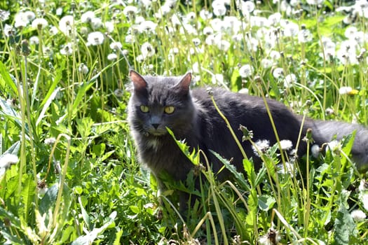 The gray cat hunts in dandelions.