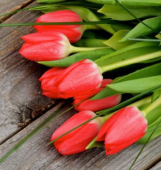 Bouquet of Seven Red Spring Tulips with Green Grass and Water Drops closeup on Rustic Wooden background