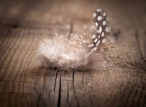 quail feather on wooden background
