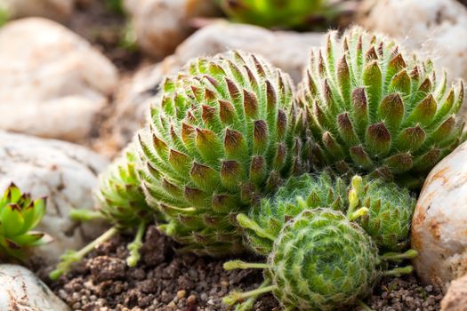 houseleek  Sempervivum in the garden