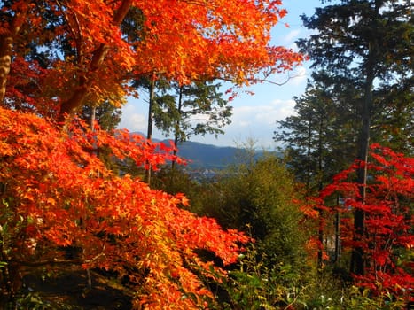 Red leaves in Kyoto