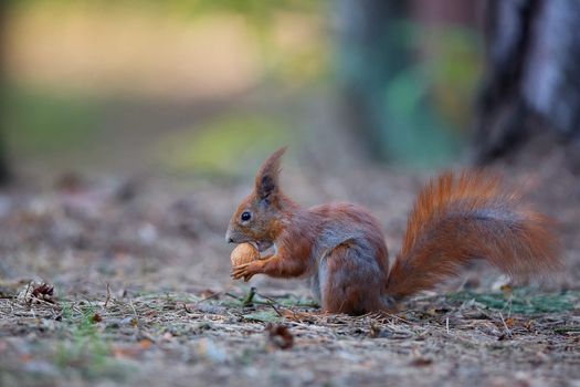 Red squirrel in the forest, in the wild