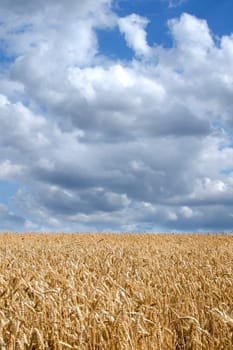 Vertical shot of landscape consisting of wheat field and cloudy sky.