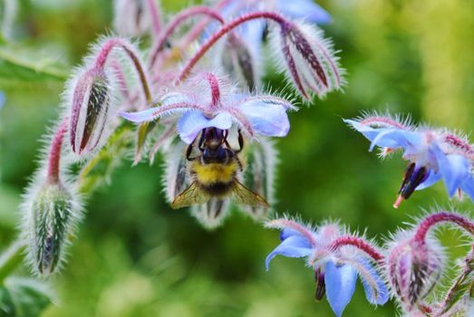 Close-up image of a Bumble bee visiting colourful Borage flowers.