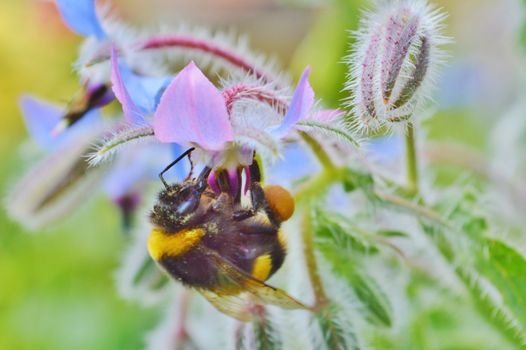 Close-up image of a Bumble bee visiting colourful Borage flowers.