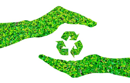 Recycle sign made of green leaf on hands ,isolated on white background. Green eco energy concept