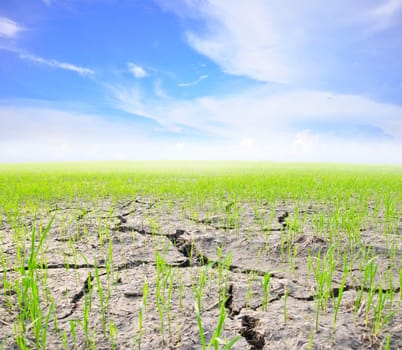 Agriculture paddy field with cloud and blue sky