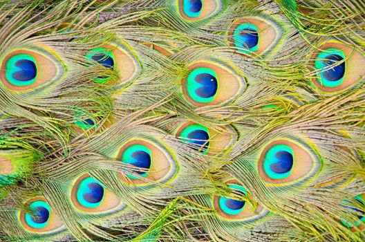 Close up of a male peacock displaying its stunning tail feathers