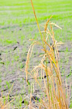 paddy rice field for harvest on Rice seedlings germinated on the ground to dry background , Thailand.