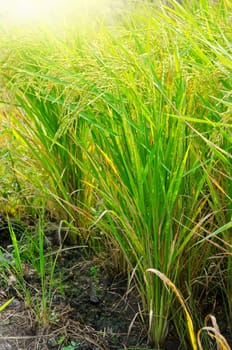 Rice field, Thailand