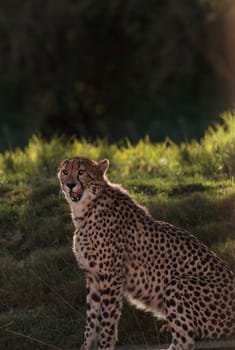 The Cheetah, Acinonyx jubatus, is the fasted mammal on land and can be found on the Serengeti of Africa