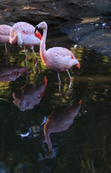 The Chilean flamingo, Phoenicopterus chilensis, is bright pink freshwater bird.