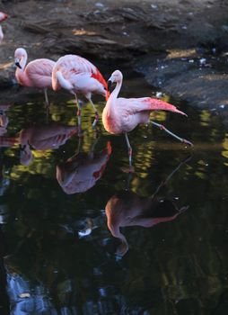 The Chilean flamingo, Phoenicopterus chilensis, is bright pink freshwater bird.