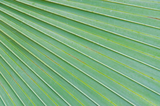 Sugar palm leaves texture and background