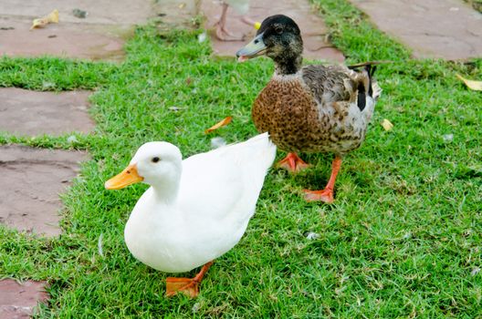 Ducks walking on grass