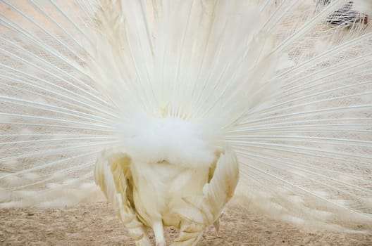behind side white peacock with feathers out