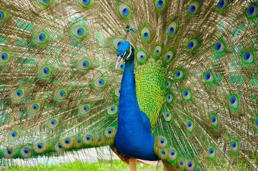 Portrait of Peacock with Feathers Out