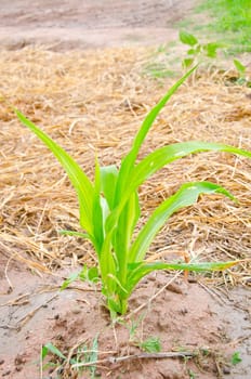 Young corn tree