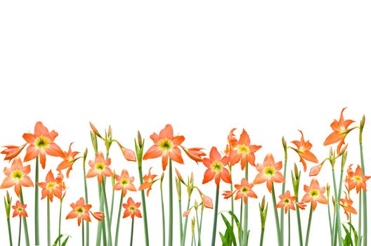 Hippeastrum isolated on the white background, clipping path