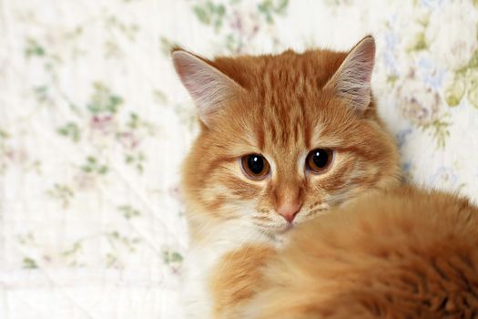 Portrait of a young red-haired cats