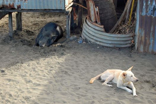 Pig and dog at sand in village, Papua New Guinea
