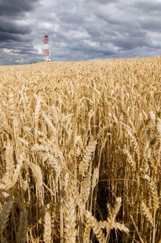 Iron satellite tower on the hill with wheat field.