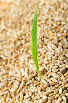   photographed close-up of ripe wheat after harvest