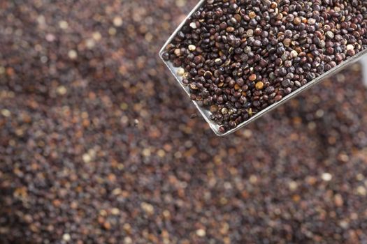 Scoop full of black quinoa seeds over out of focus heap of seeds in background