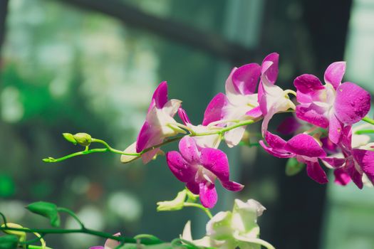 Beautiful blooming orchids in forest, On the bright sunshine