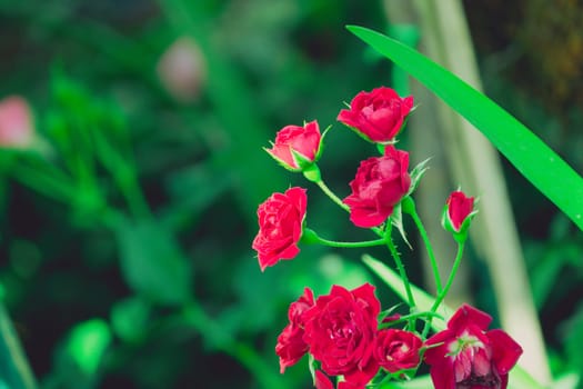 Roses in the garden filtered, Roses are beautiful with a beautiful sunny day.