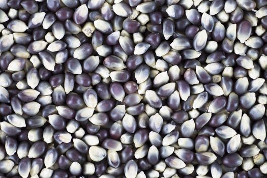 Blue popcorn kernels food background.
