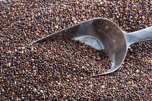 Heap of black quinoa with metal scoup.
