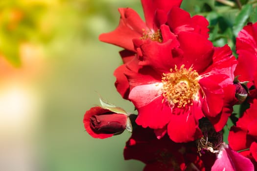 Roses in the garden filtered, Roses are beautiful with a beautiful sunny day.