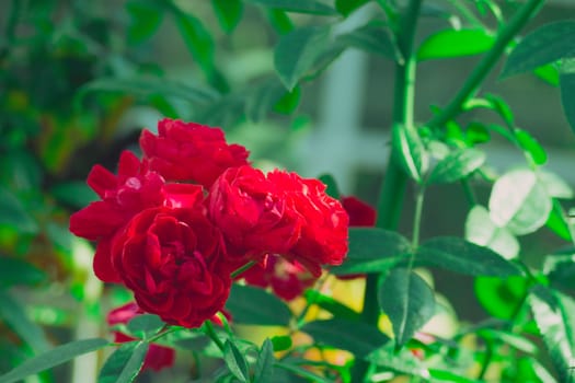 Roses in the garden filtered, Roses are beautiful with a beautiful sunny day.